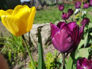 Gelbe und lila blühende Tulpen in einem Beet