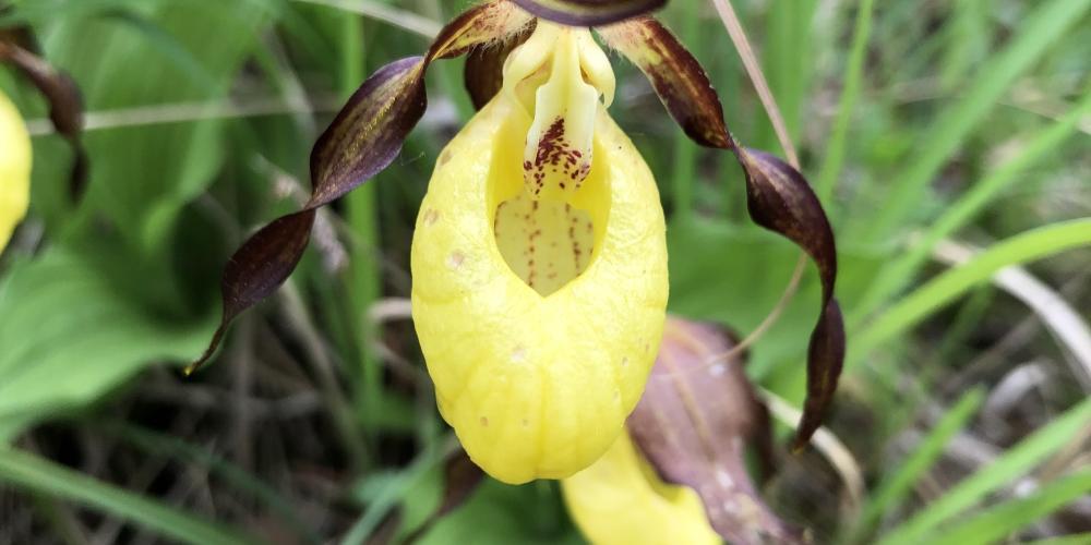 Ein Frauenschuh - eine heimische, gelbe Orchidee
