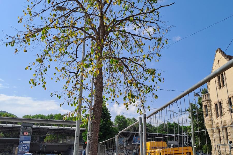 Ein Baum mit sichtbaren Zeichen der Vertrocknung am Rande einer Straße