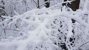 Überfrorene Äste eines Baumes im Wald