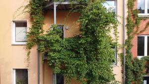 Üppig begrünter Balkon an einer Hausfassade