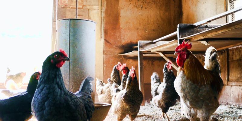Hühner in einem Stall
